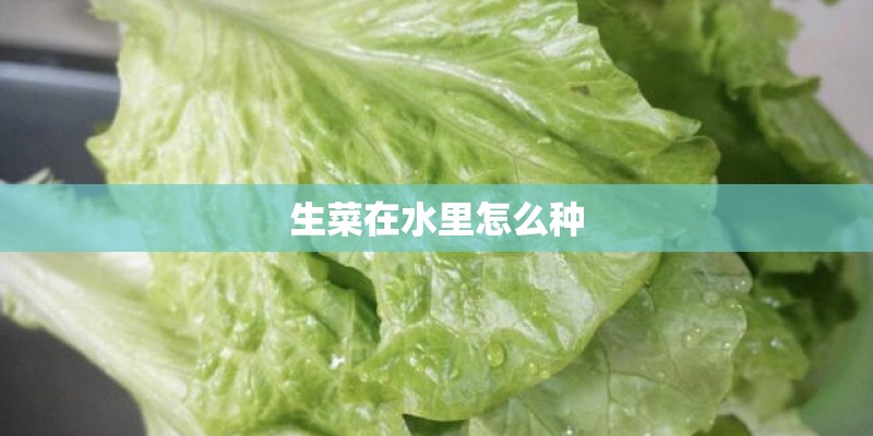 生菜在水里怎么种 生菜在水里怎么种