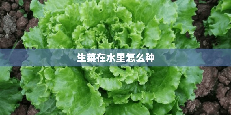 生菜在水里怎么种 生菜在水里怎么种
